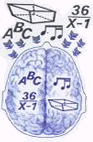 brain hemispheres